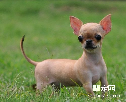 狗狗发情期的饲养要点