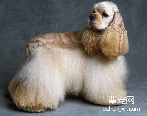 可卡犬发情表现及注意事项
