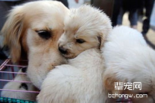 如何判断爱犬是否怀孕