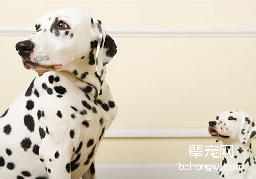 如何应对狗狗春季发情