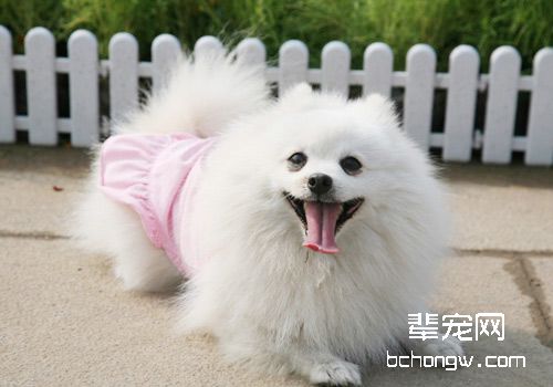 博美配种前需做的健康准备