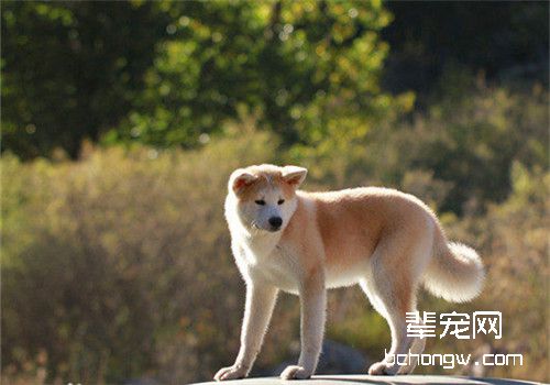秋田犬怀孕的症状有哪些？