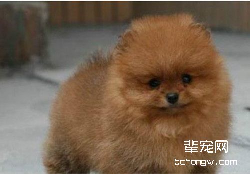 博美繁殖过程解析