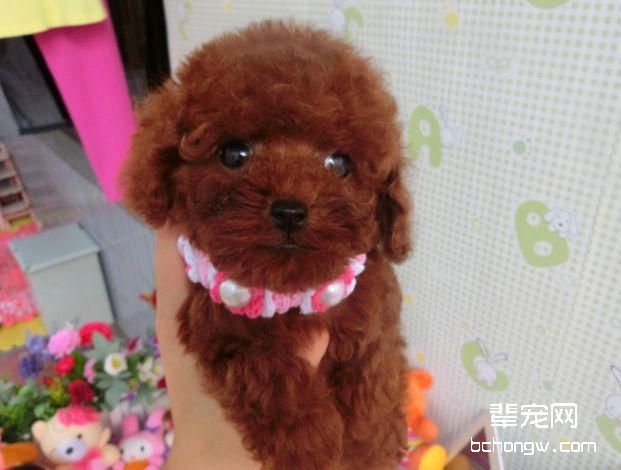 为狗狗接生的方法