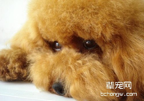 怀孕狗狗喂食次数的调整