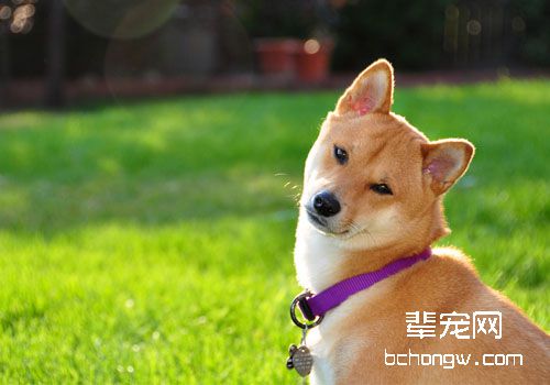 母犬生育期间的管理