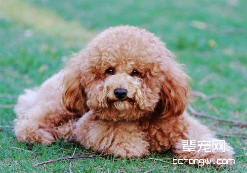 泰迪配种知多少