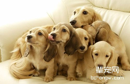 宠物多大适合做绝育手术