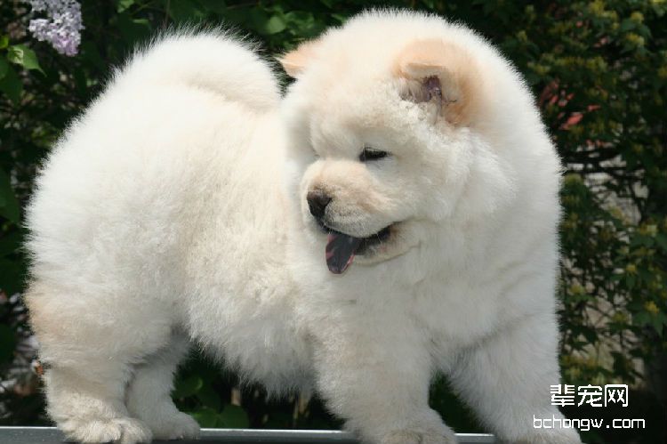 详解松狮犬的生产过程