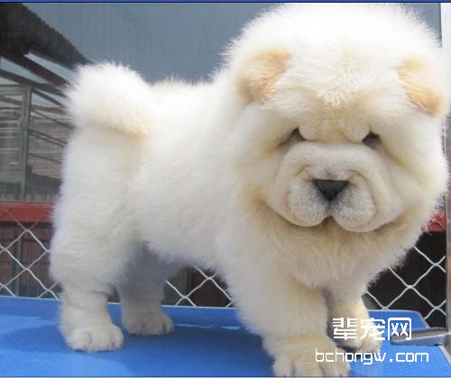 松狮犬怀孕各阶段护理