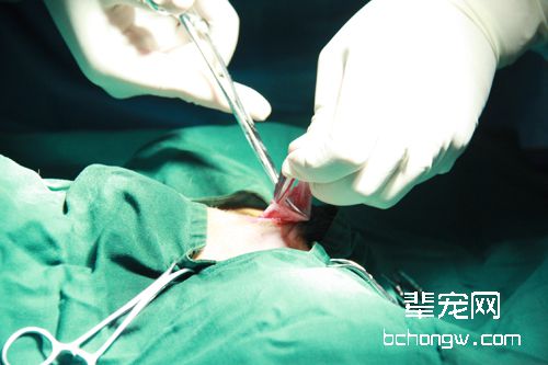 主人对狗狗绝育的常见误区