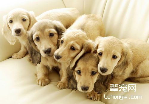 如何照顾怀孕狗狗