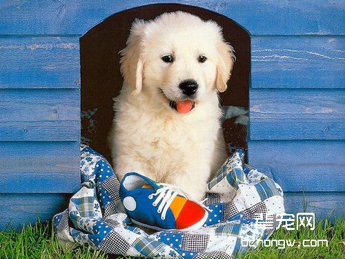 及时训练狗狗的爬跨行为