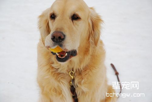 判断金毛犬是否怀孕的方法