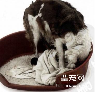 怎样照顾即将生产的爱宠