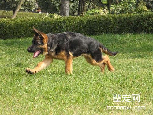 狗狗做绝育手术后会有哪些改变