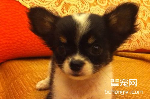 狗狗是怎么生宝宝的