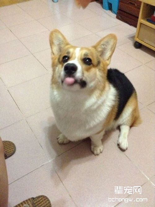 狗狗怀孕后多长时间能生
