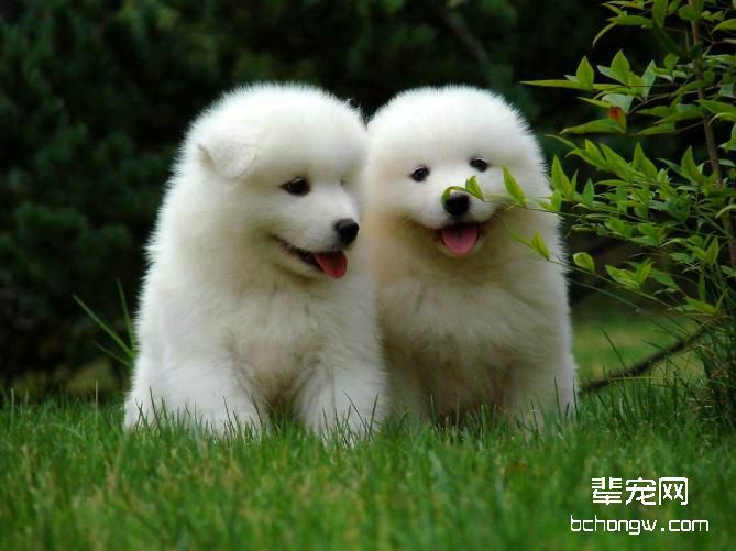 解析公狗不育的两大原因