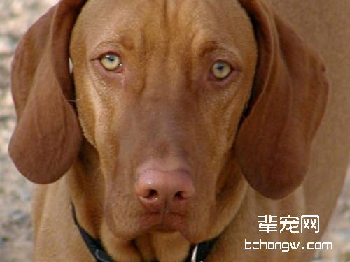 正确理解狗狗“同性恋”