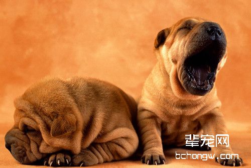公狗发情需要注意什么