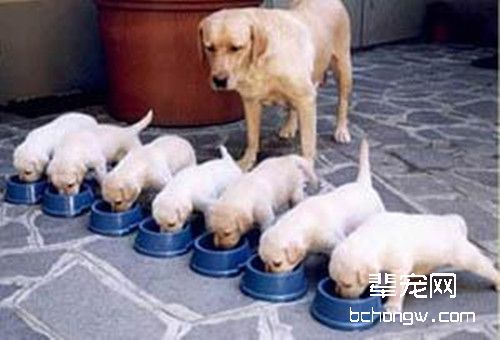 怀孕狗狗的饮食要点