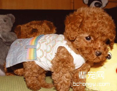 警惕贵宾犬的繁殖禁忌