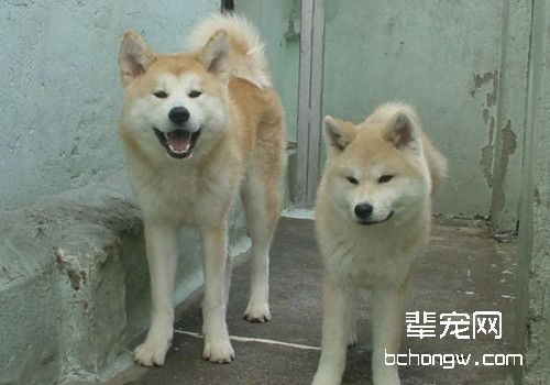 秋田犬流产的原因分析