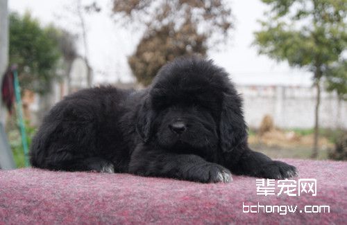 狗狗在发情期和怀孕期的相关事项