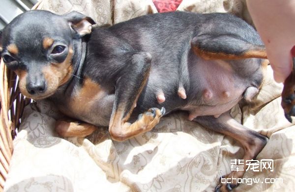 家庭繁殖幼犬需注意流产