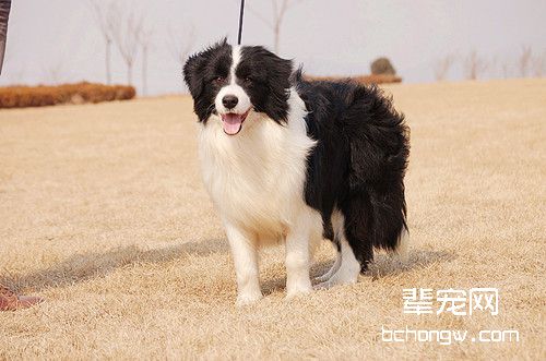 怎么判断母狗是否应该繁殖
