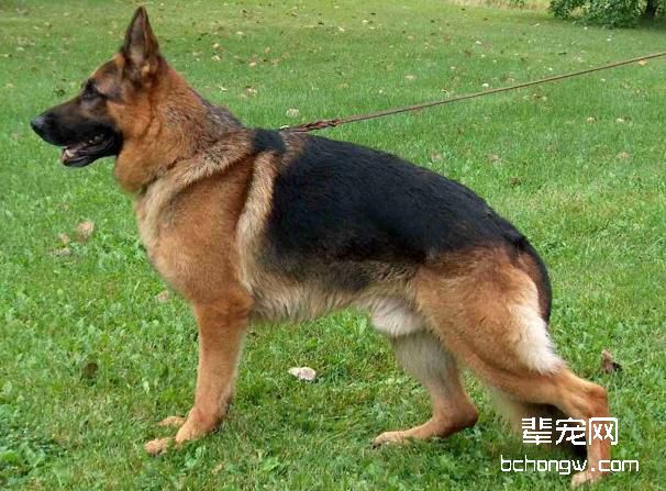 母犬产后为什么容易生病