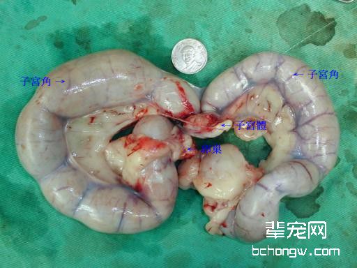 母狗绝育手术前须知