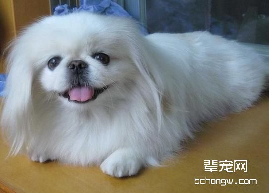 如何预防贵宾等小型犬难产