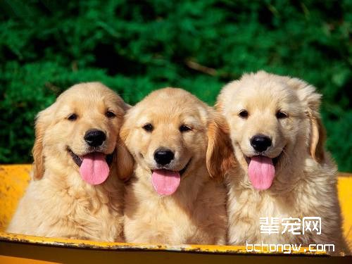 狗狗的发育情况概述
