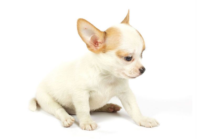 狗狗的避孕绝育方法