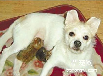 关于狗狗的假怀孕的知识