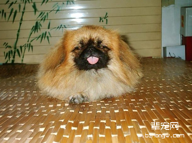 京巴的怀孕知识普及