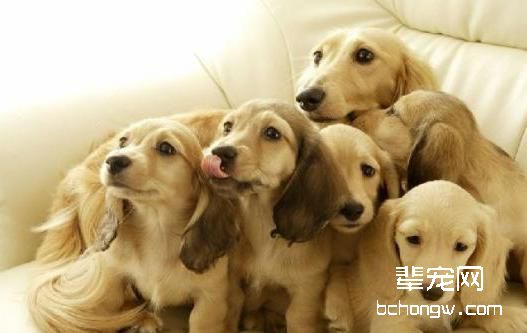 幼犬到成犬需注意的过程