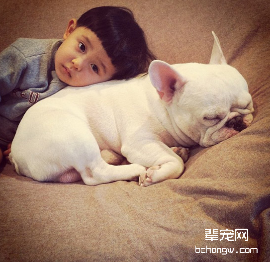 如何照顾怀孕的斗牛犬
