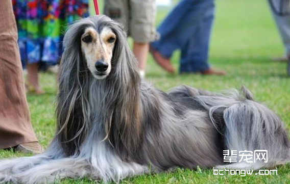 阿富汗犬发情期护理知识
