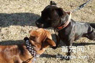 宠物犬去势或绝育所带来的影响