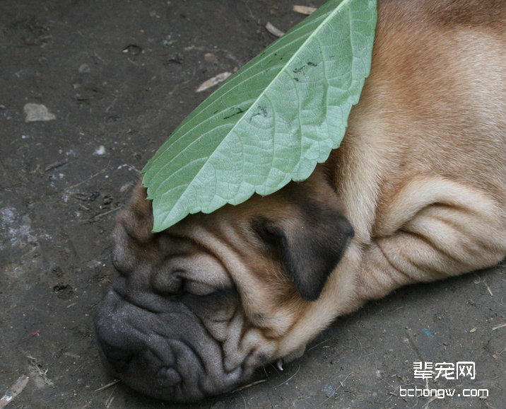 沙皮狗的产后护理知识