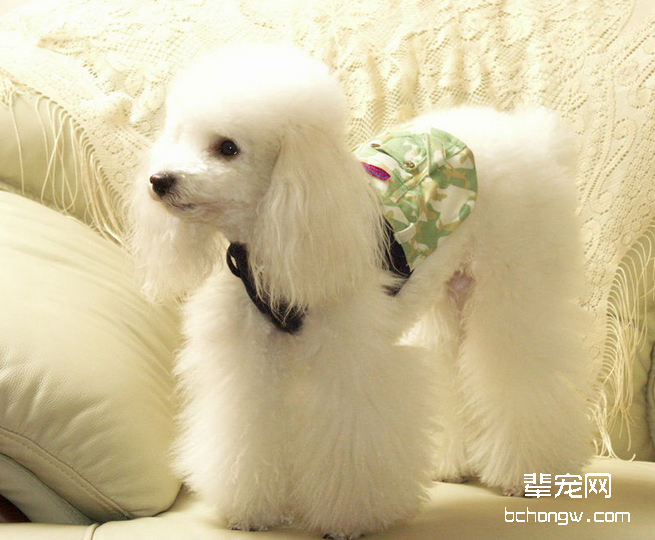 贵宾犬绝育相关知识