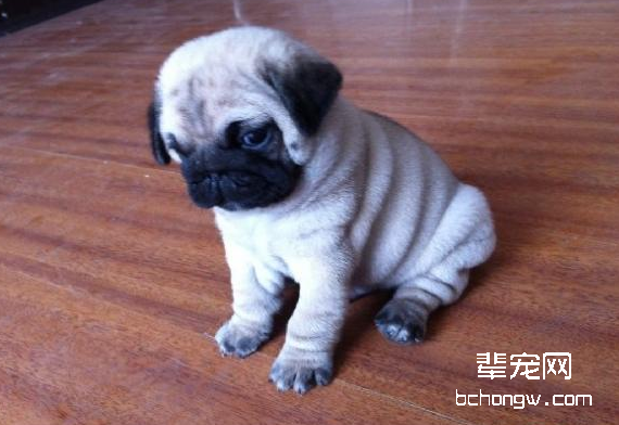 八哥犬发情期注意事项