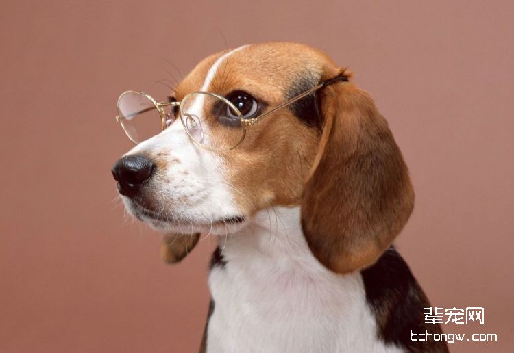 比格犬的断奶期如何喂养