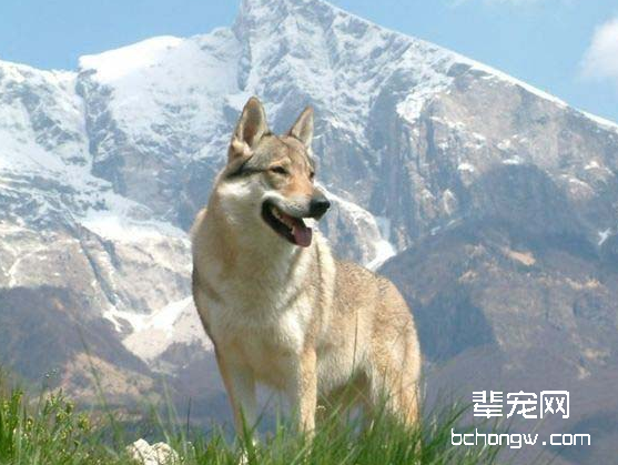 初乳对幼犬的重要性