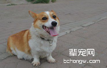 母犬异常发情的原因