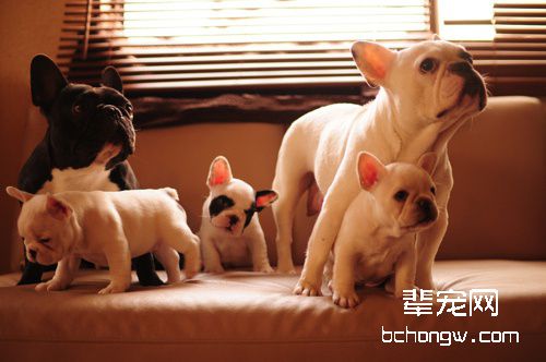 怎样提高幼犬的成活率