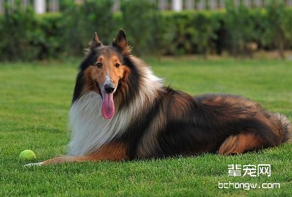 繁殖苏格兰牧羊犬注意事项